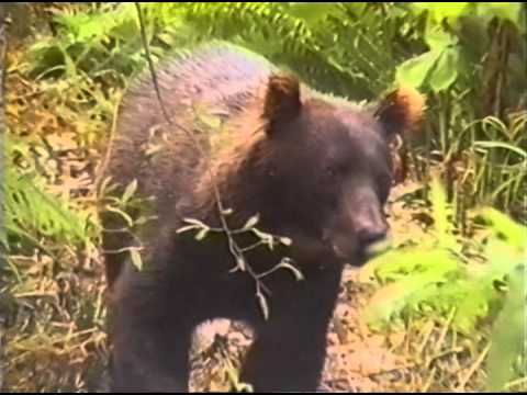 Живая энциклопедия - Про животных - Медведи рыболовы