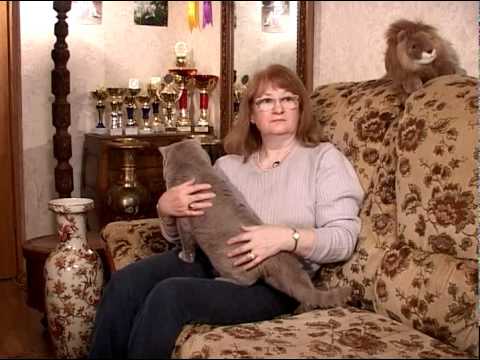 Британские короткошерстные кошки