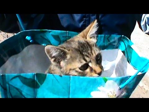 Кошки Котята веселое приключение котика