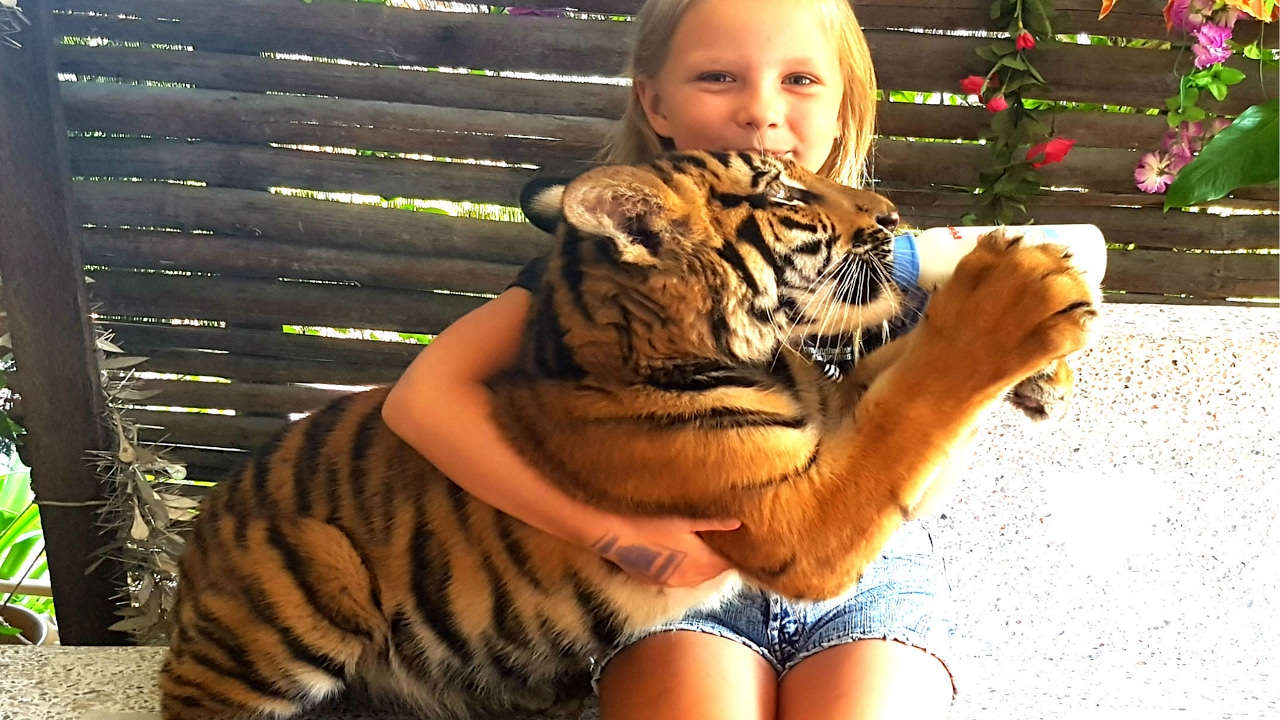 Дети не боятся тигра !