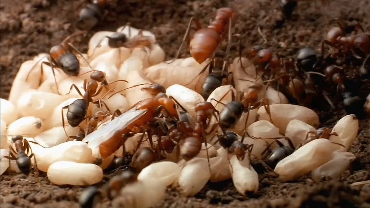 5 Самых невероятных муравьёв