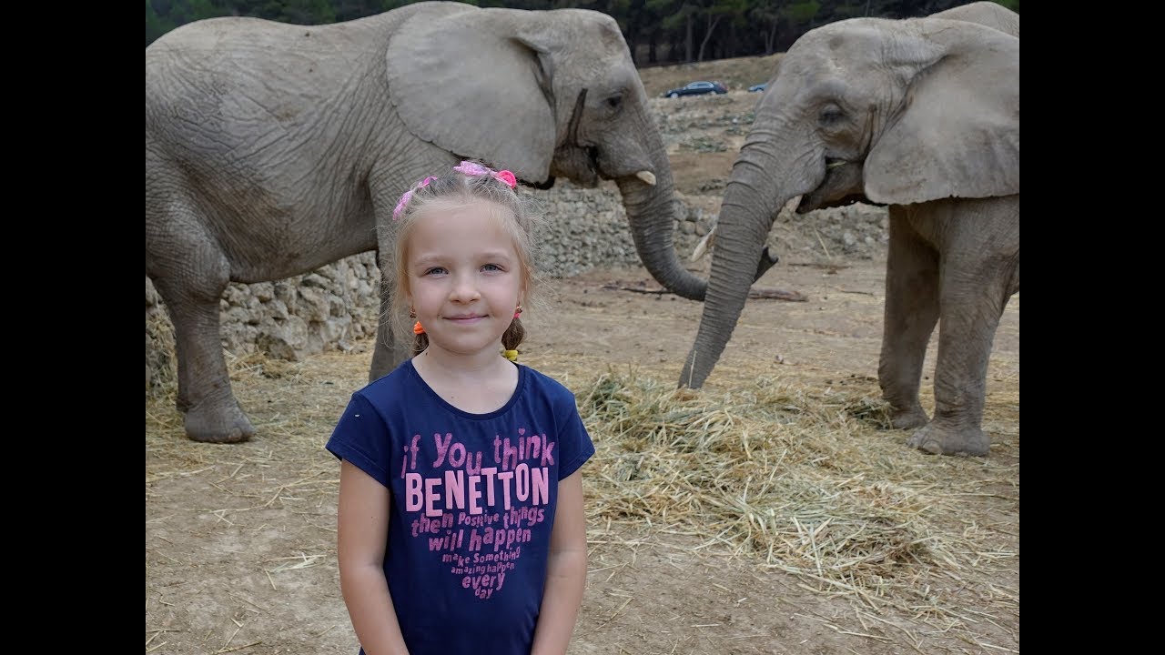 Супер Сафари Парк Гладим слонов Safari Park