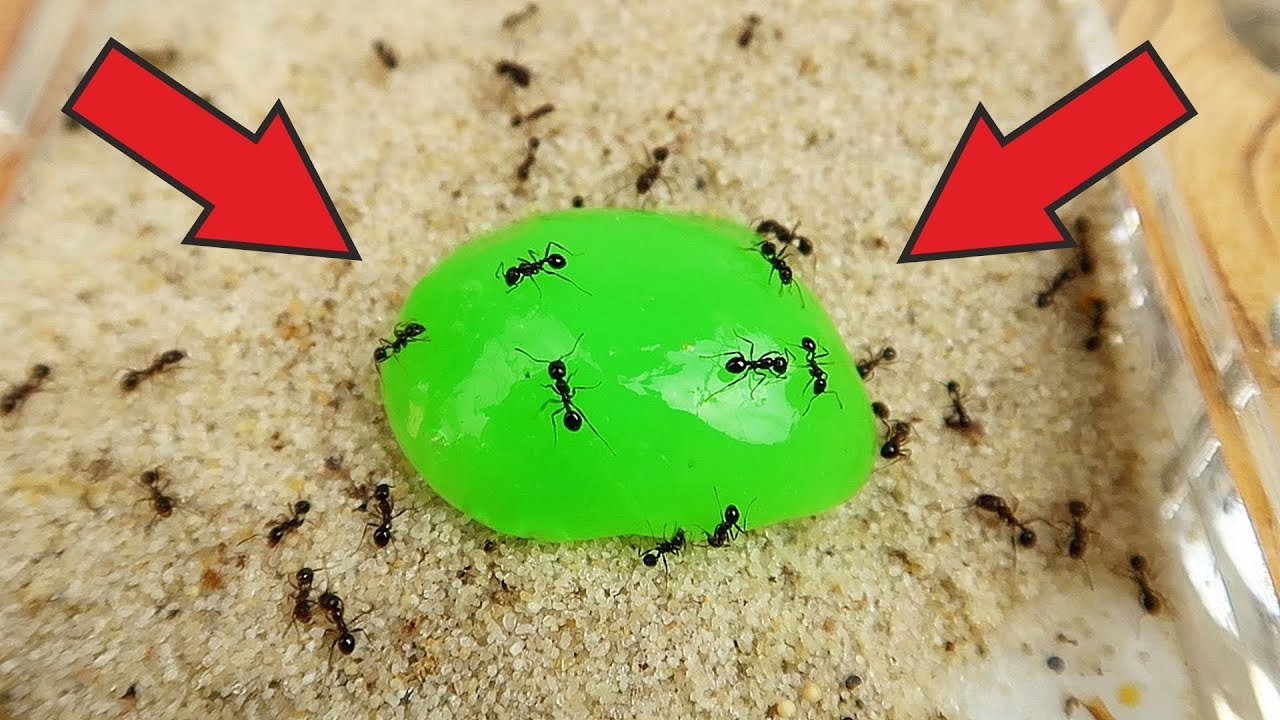 Что если убрать в муравейнике ЛИЗУНОМ? Реакция муравьев на ЛИЗУНА! Alex Boyko