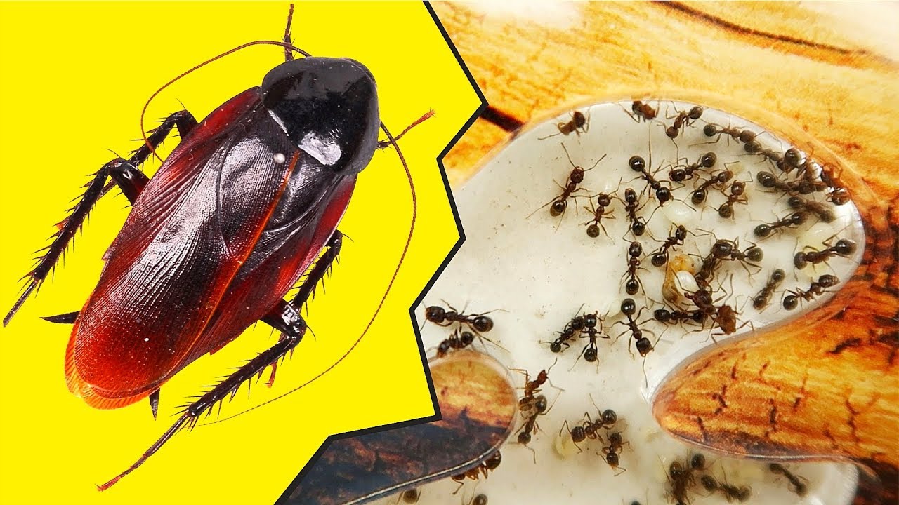 Муравьи и Туркменские Тараканы. Паук и муравьи - запрещенное видео!