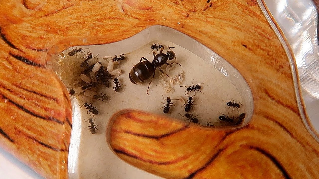 Черные Садовые муравьи спустя 19 дней. Таймлапс с Муравьями. alex boyko