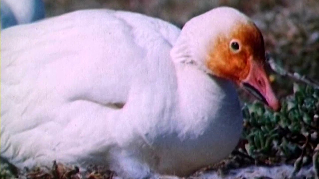 Живая энциклопедия - Про птиц - Белые гуси, дрофы