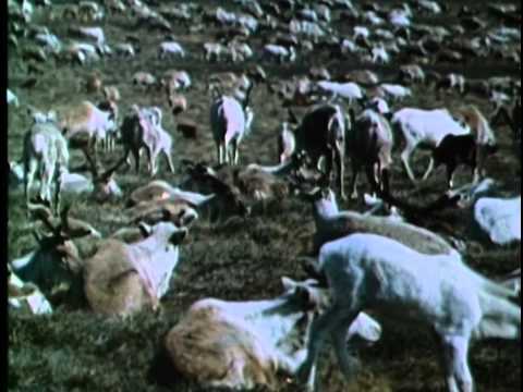 Живая энциклопедия - Лоси, северные олени