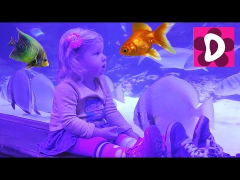 ✿ VLOG Идем в Океанариум Пираньи Акулы Рыба-Собака от Диана Шоу Light-up Aquarium Review and Play