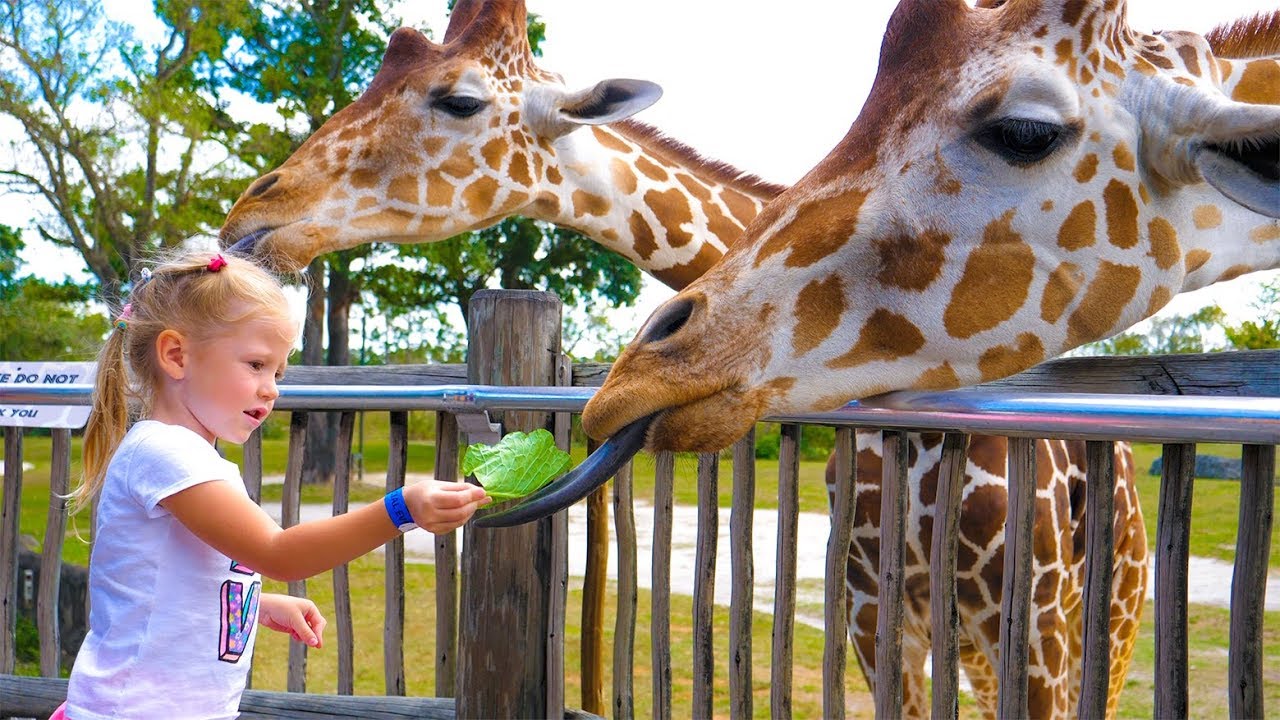 Влог в зоопарке Майами Настя кормит жирафов