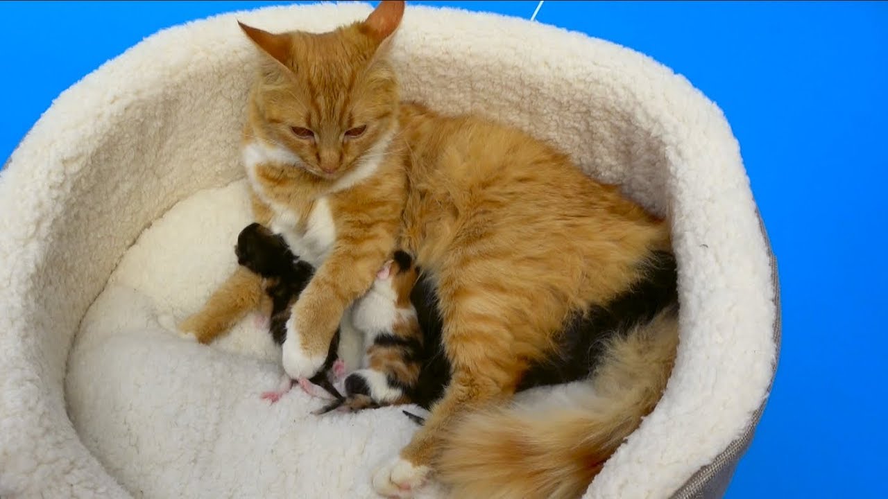 Cat baby Shower / Сколько котят родила КОШЕЧКА Мурка ?
