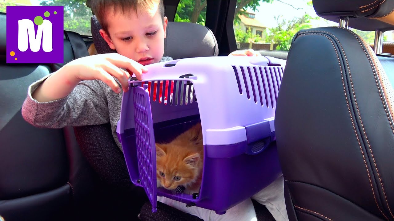 Кошечка Мурка ведём котёнка к ветеринару в клинику для животных