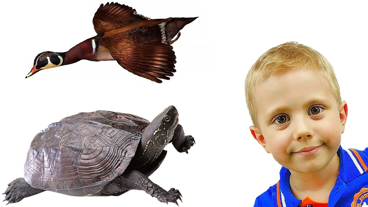 Видео для детей про черепах, уток и других речных обитателей. Ребёнок и природа. Приключение Даника
