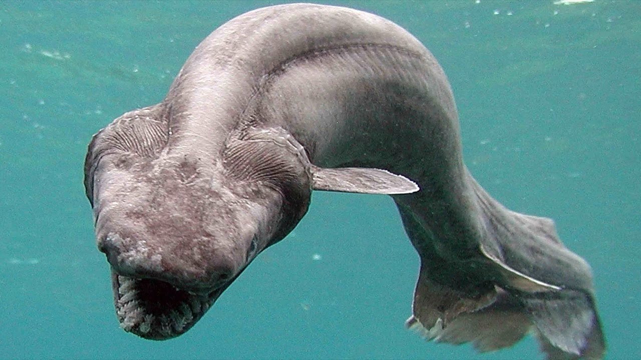 10 Самых необычных подводных существ