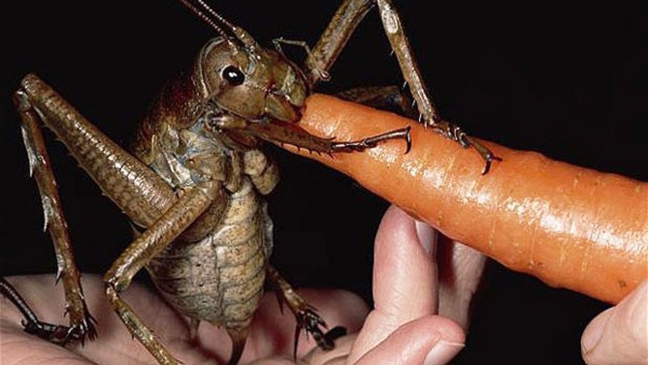10 Самых огромных насекомых в мире