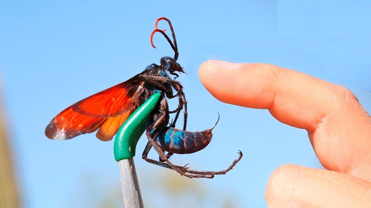 10 Самых опасных насекомых в мире